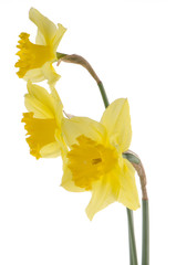 Yellow jonquil flowers