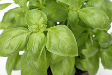 Basil,close-up