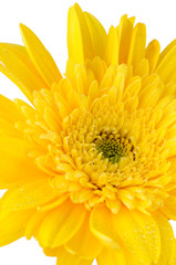 Yellow gerbera daisy flower