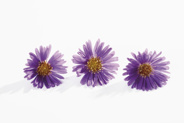 Fototapeta premium Lila Herbst aster auf weißem Hintergrund