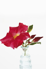 Fototapeta premium Dipladenia Blume ( Mandevilla ) in Blumenvase