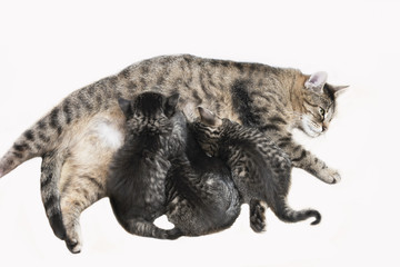 Naklejka na ściany i meble Hauskatzen,KatzenpflegeKätzchen,erhöhte Ansicht