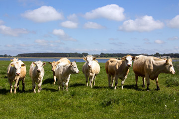 Naklejka na ściany i meble Kühe stehen in einer Reihe