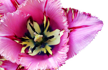 Flower of pink tulip