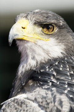 Agula, Deutschland, Hellenthal