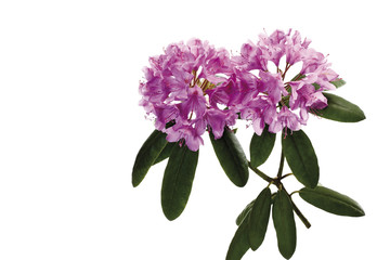 Rhododendron blüten (Rhododendron)