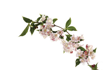 Weigela Blüten (Weigela) 