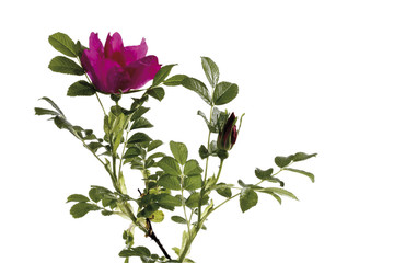 Wildroseblüte (Rosa canina)