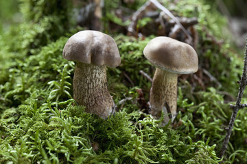 Deutschland , Niederbayern, Boletus im Wald wächst