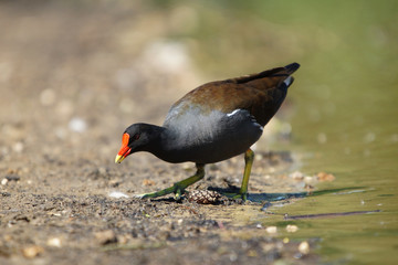Moorhen, Gallinula Chloropus