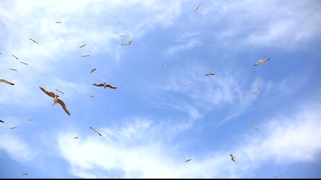 Flock of seagulls fly overhead over a blue sky