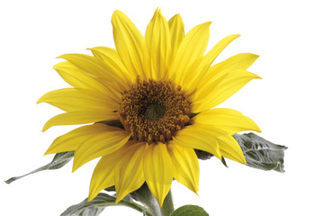 Sunflower , close-up