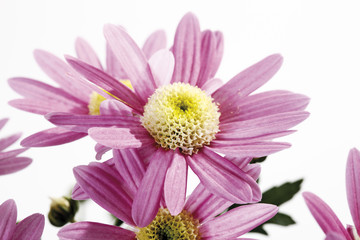 Fototapeta premium Chrysanthemum Blume (Chrysanthemum indicum ),close-up