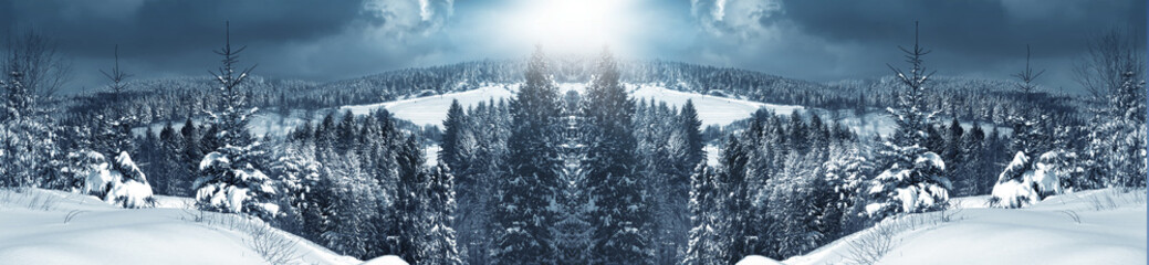 Winter forest