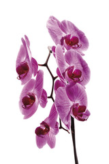 Orchideen (Orchidaceae) , close-up