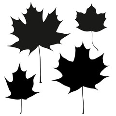 Set of vector black maple leaves outline