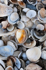 Pile of colorful shells at Wellfleet, Massachusetts on Cape Cod.