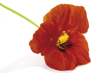 Blüte von Große Kapuzinerkresse (Tropaeolum majus)