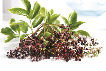 Schwarzer Holunder (Sambucus nigra),close-up