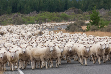 New Zeland sheeps - obrazy, fototapety, plakaty