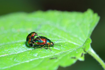 Copulating Mint Leaf Beetles (Chrysolina herbacea). Macro