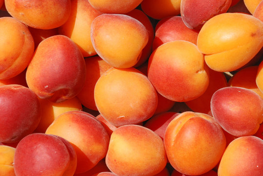 Many apricot