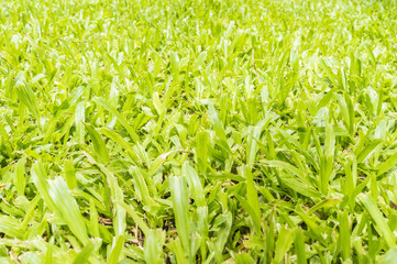 Fototapeta premium Grass