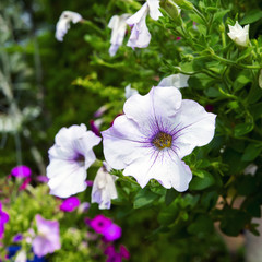 Petunia Bright Flower.