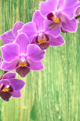 Fototapeta premium przepiękne orchidee na drewnianym tle 