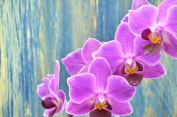 przepiękne orchidee na drewnianym tle  - obrazy, fototapety, plakaty