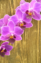 przepiękne orchidee na drewnianym tle  - obrazy, fototapety, plakaty