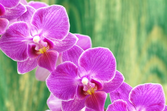 przepiękne orchidee na drewnianym tle © Darios
