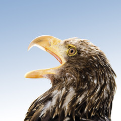  Brauner Adler, Hellenthal, Deutschland