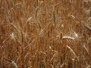 Fototapeta premium A field of wheat