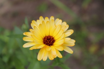 summer flower