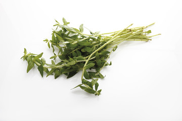 Reisfeldpflanze ( Limnophila aromatica ),erhöhte Ansicht