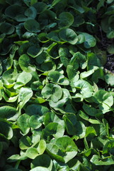Asarum  europaeum
