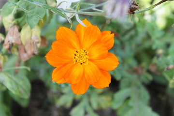 orange flower