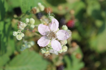 bramble flower