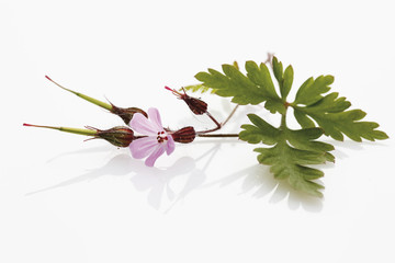 Herb robert auf weißem Hintergrund
