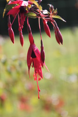 fuchsia