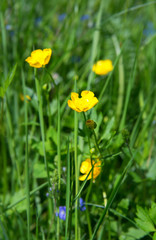 yellow buttercup flowers against green background
