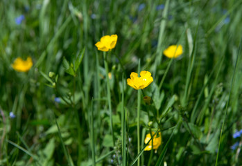 yellow buttercup flowers against green background