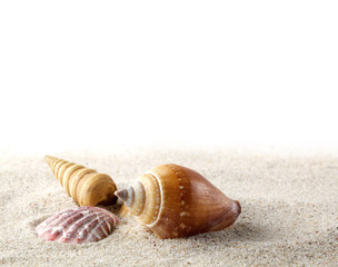 Sea shells on sand. Summer beach background.
