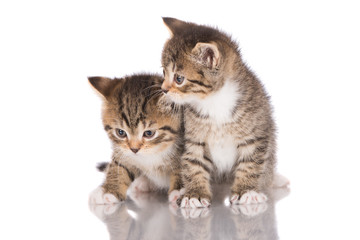 two adorable tabby kittens