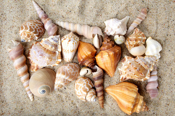 Sea shells on sand. Summer beach background.