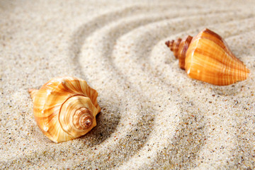 Sea shells on sand. Summer beach background.