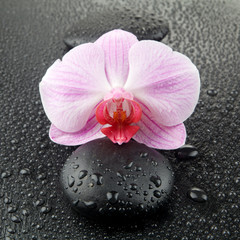 Purple orchid with zen stones on wet black background