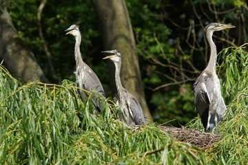 Grey Heron, Ardea cinerea