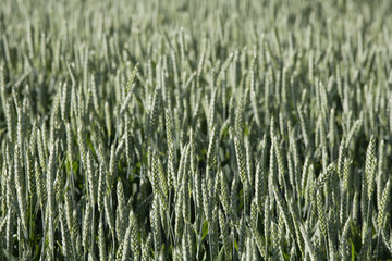  Irschenhausen , Weizenfeld, (Triticum sativum) , Full-Frame